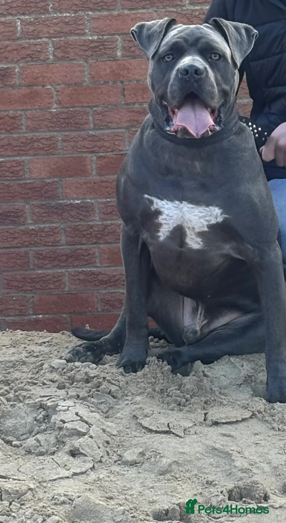 Cane Corso dogs for sale: Cane corso  - Advert 1