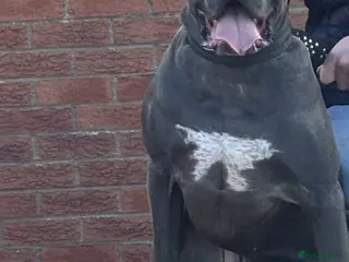 Cane Corso dogs Cane corso - Advert 1