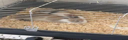 Mixed Breed rabbits for sale: Toffee and Butter  - Advert 4