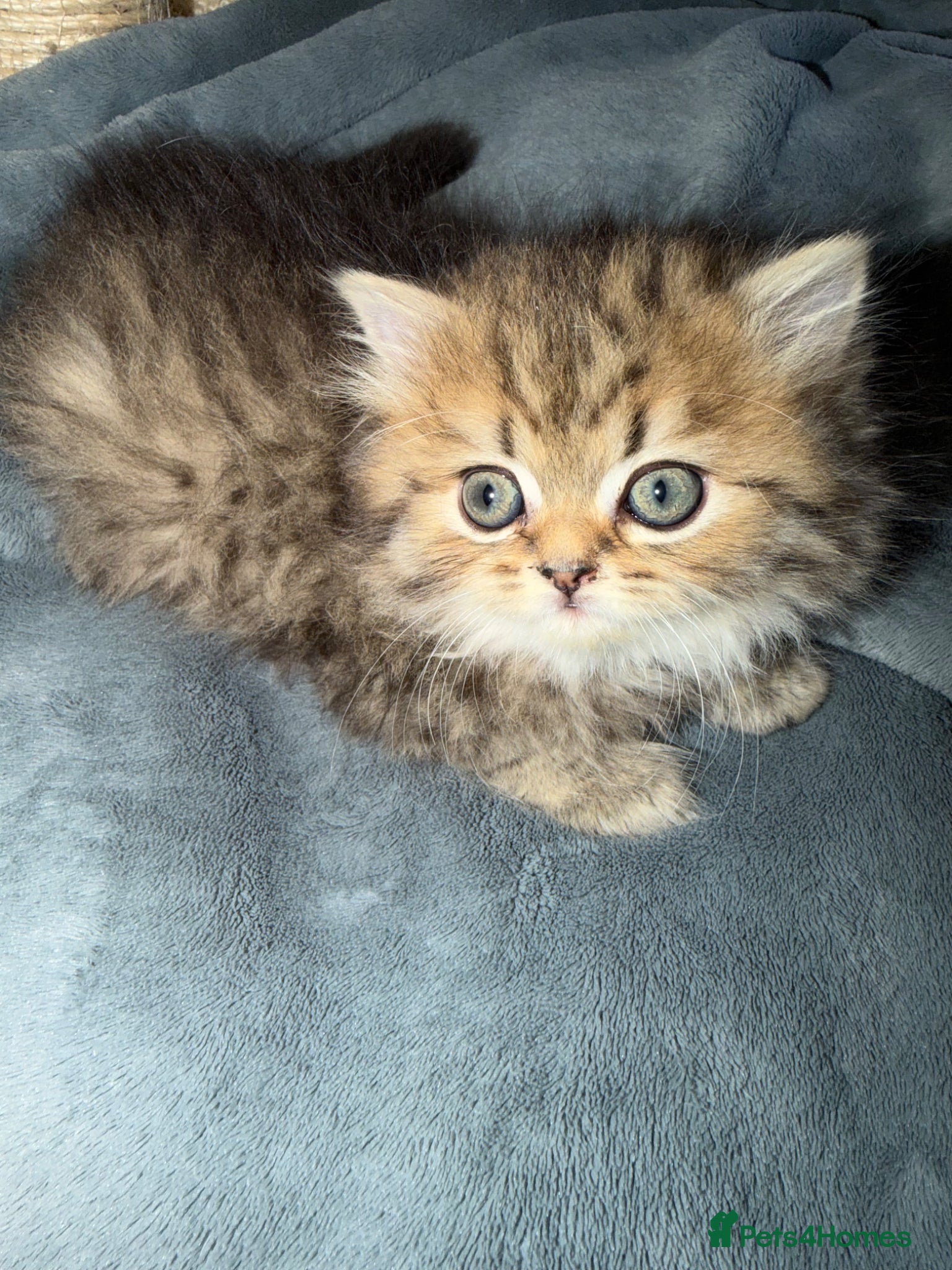 Persian cats Golden shaded / Solid brown blue Persian 🌟 - Advert 3