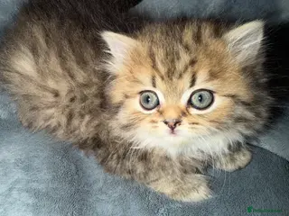 Persian cats Golden shaded / Solid brown blue Persian 🌟 - Advert 3