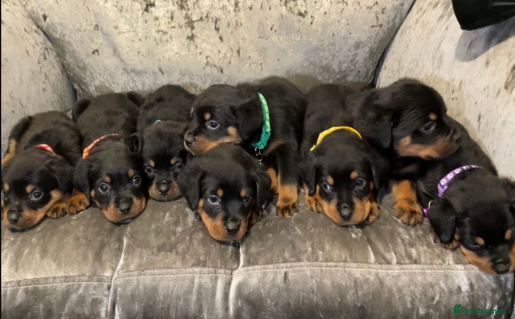 Rottweiler dogs - Advert 1