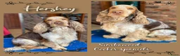 Cocker Spaniel dogs for sale: Roan Cocker Spaniel Puppies for Sale - Advert 3