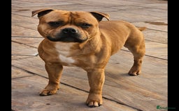 Staffordshire Bull Terrier dogs for sale: !READY NOW! KC Reg Quality Red Staffy Puppies  - Image 32