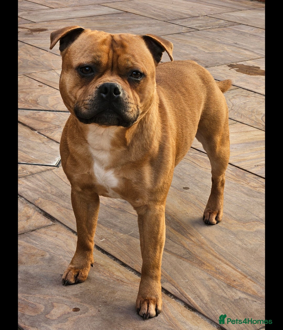 Staffordshire Bull Terrier dogs for sale: !READY NOW! KC Reg Quality Red Staffy Puppies  - Image 32