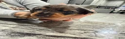 Dachshund dogs for sale: Miniature Dascshund smooth hair puppy’s  in Ilminster - Advert 25