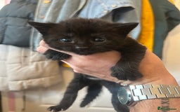 Mixed Breed cats for sale: ✨ Kittens for Sale ✨ - Image 8