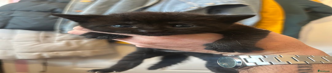 Mixed Breed Kitten 1