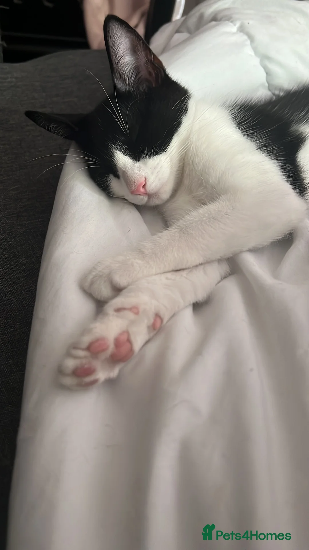 British Shorthair cats for sale: Batman is looking for a loving home - Advert 4