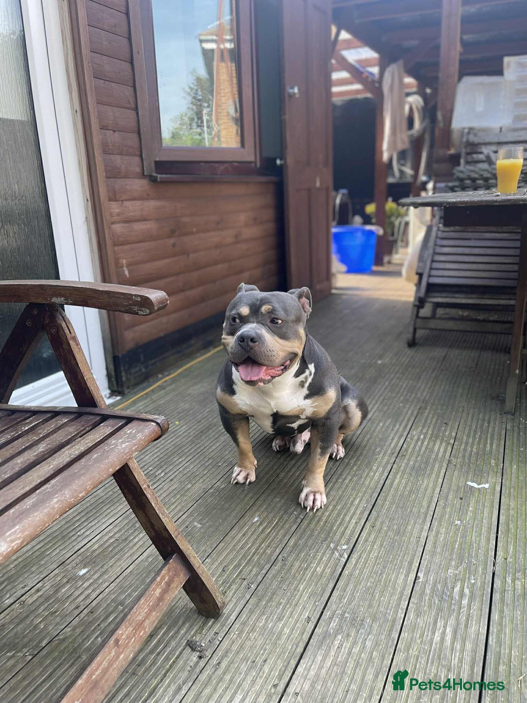 American Bully dogs for sale: Dog American bully pocket - Image 4
