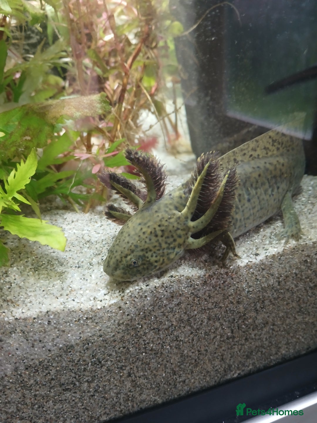 Axolotl reptiles for sale: Axolotl  - Image 4