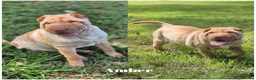 Shar Pei dogs for sale: Shar Pei Puppies - Advert 1