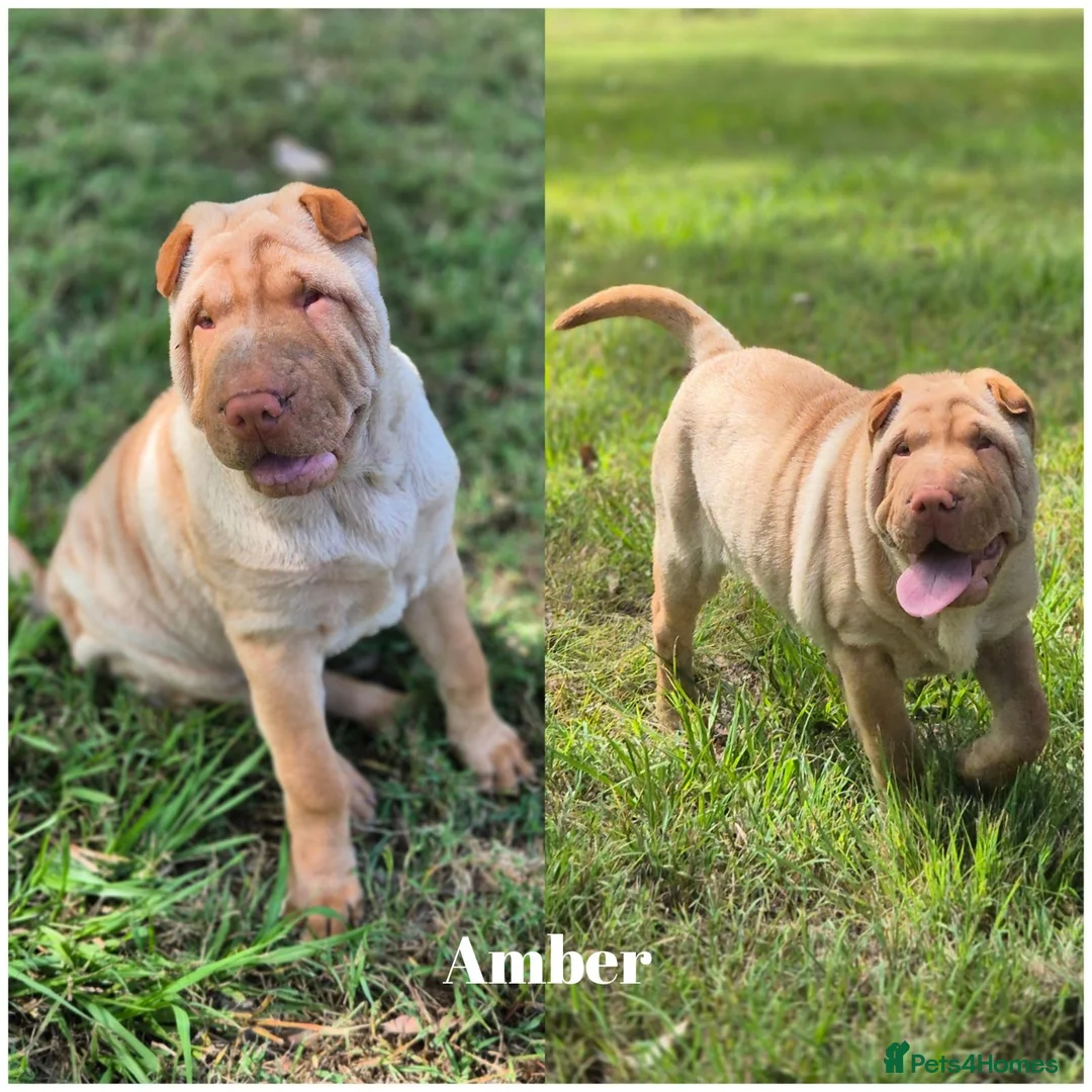 Shar Pei dogs for sale: Shar Pei Puppies - Advert 1