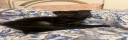 Mixed Breed cats for sale: Super friendly, playful kittens looking for a home in Ipswich - Advert 12