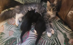 Mixed Breed cats for sale: Mixed maincoons  - Advert 1