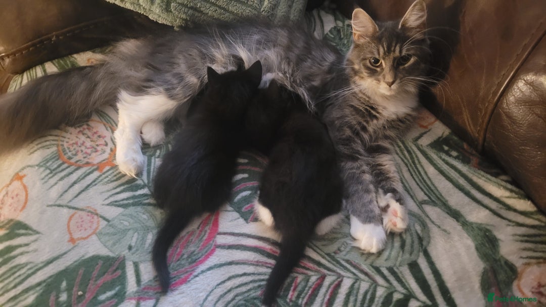 Mixed Breed cats for sale: Mixed maincoons  - Advert 1