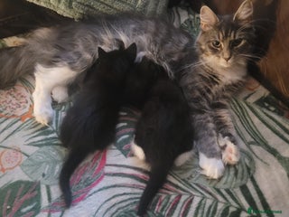 Mixed Breed cats for sale: Mixed maincoons - Advert 1