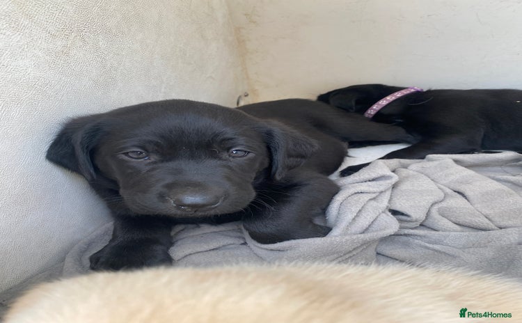 Labrador Retriever dogs - Advert 3