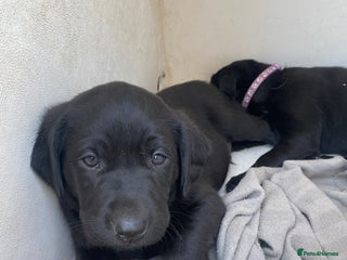 Labrador Retriever dogs - Advert 4