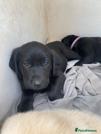 Labrador Retriever dogs - Advert 4