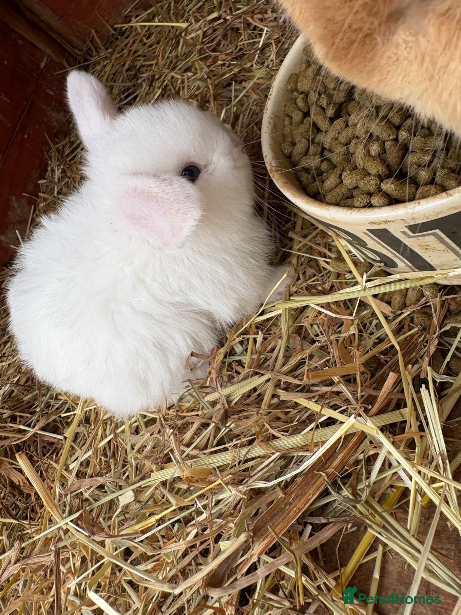 Mini Lop rabbits Pure breed mini lops ** last one** - Advert 1