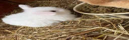 Mini Lop rabbits for sale: Pure breed mini lops  - Advert 3