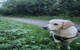 Golden Retriever dogs for sale: Golden Retriever Puppies for Sale - Image 14