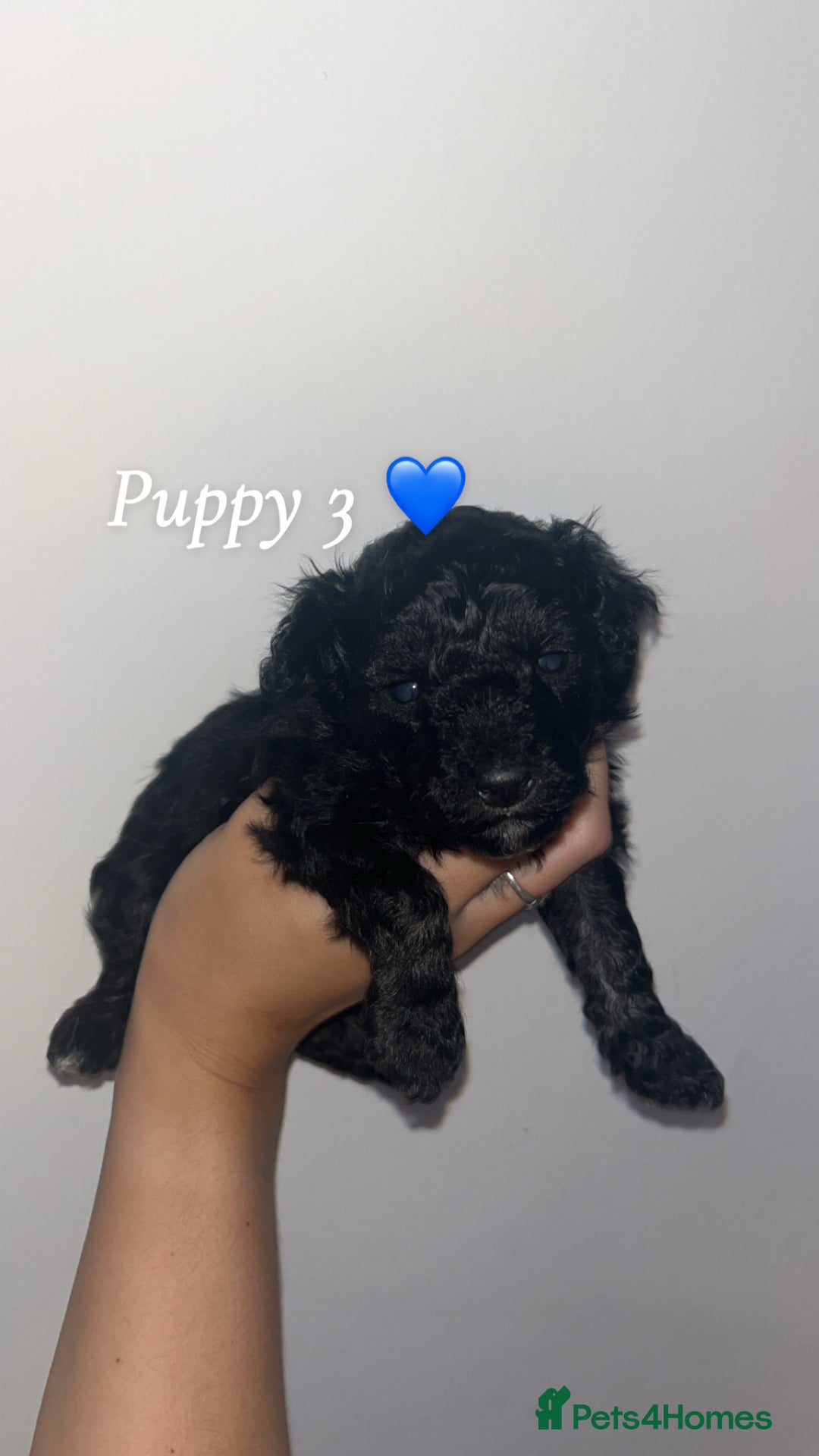 Poochon dogs for sale: Poochon puppies looking for their forever homes 🩷 - Image 4