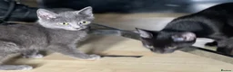 Mixed Breed cats for sale: Beautiful kittens for sale  - Advert 23