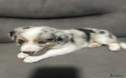 Border Collie dogs for stud:  Snoop - Image 21