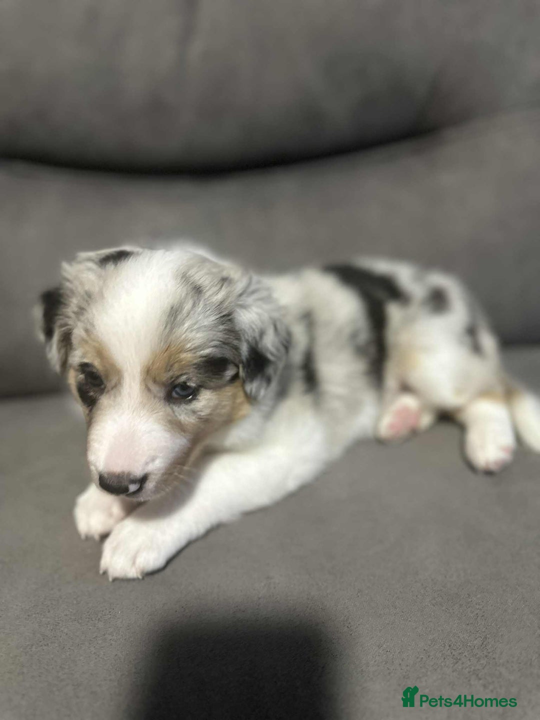 Border Collie dogs for stud:  Snoop - Image 21