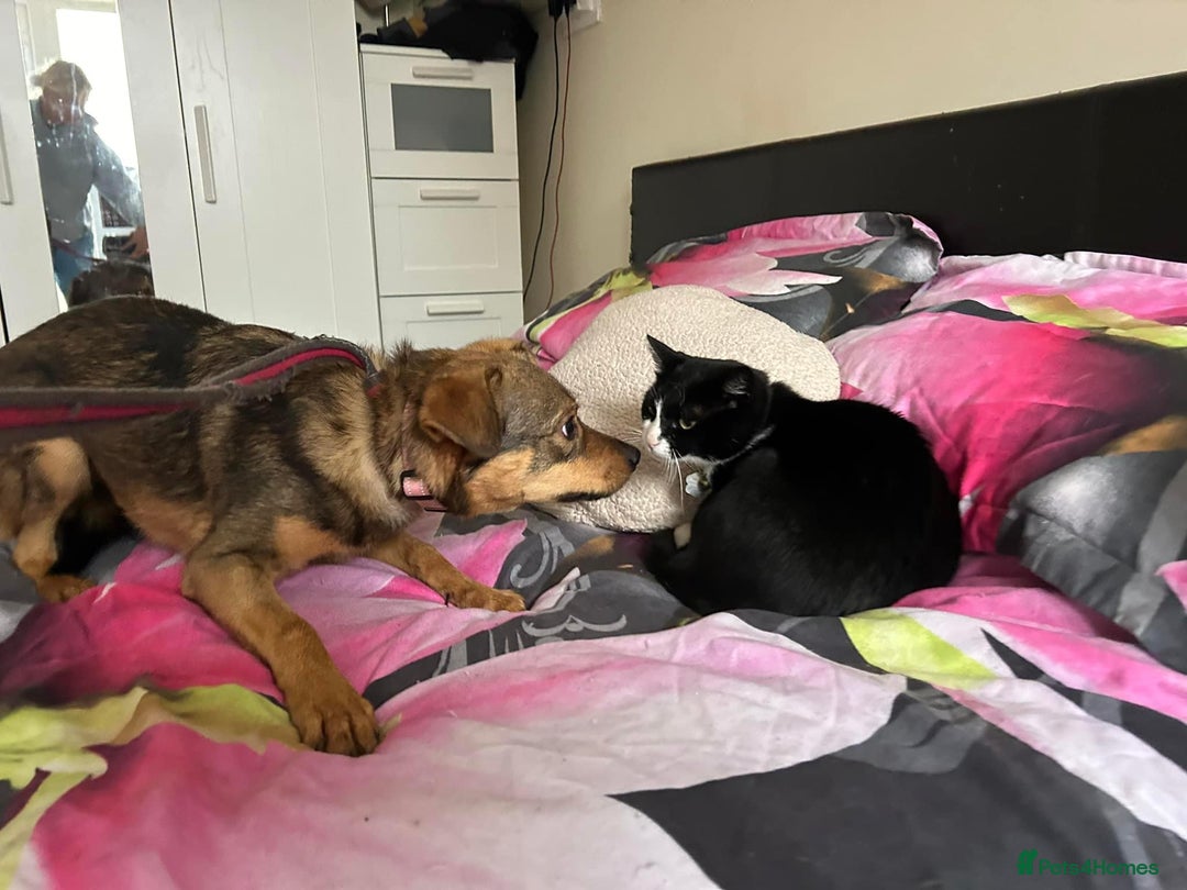 Mixed Breed dogs for adoption: Justice - Norwich Norfolk  in Norwich - Image 21