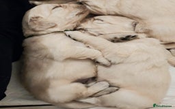 Golden Retriever dogs for sale: 🥰First Class kc Golen Retriever boys🥰 - Image 11