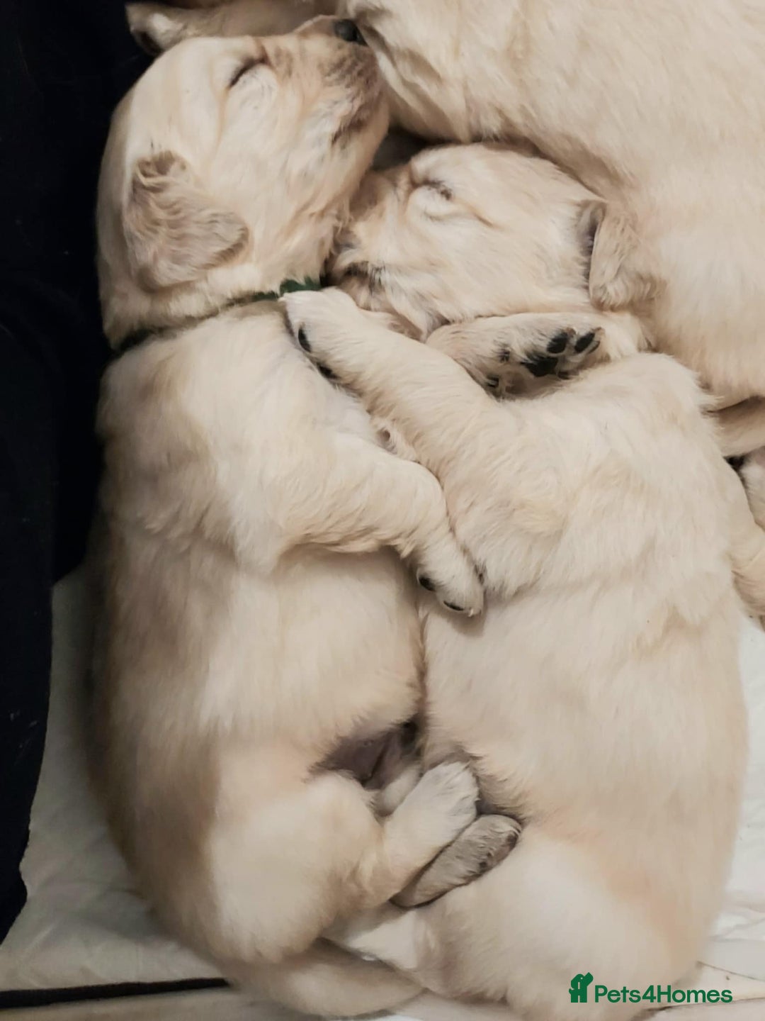 Golden Retriever dogs for sale: 🥰First Class kc Golen Retriever boys🥰 - Image 11