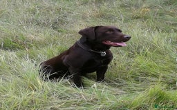 Labrador Retriever dogs for sale: Adorable Labrador Retriever Puppies d.o.b 4/07/25 - Image 6