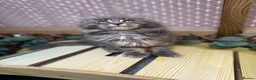 Maine Coon cats for sale: 5 Blue and Black smoke Maine Coon kittens left in Sudbury - Advert 23