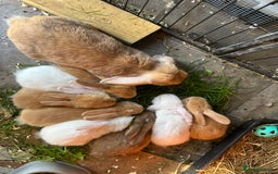 Dwarf Lop rabbits for sale: Baby bunnies looking for forever homes - Image 9