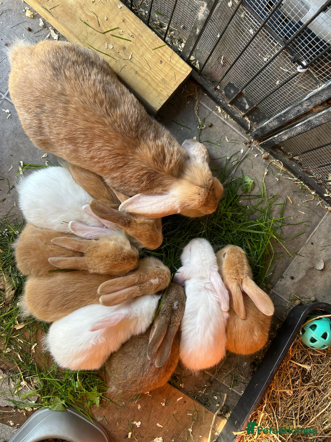 Dwarf Lop rabbits for sale: Baby bunnies looking for forever homes - Image 9