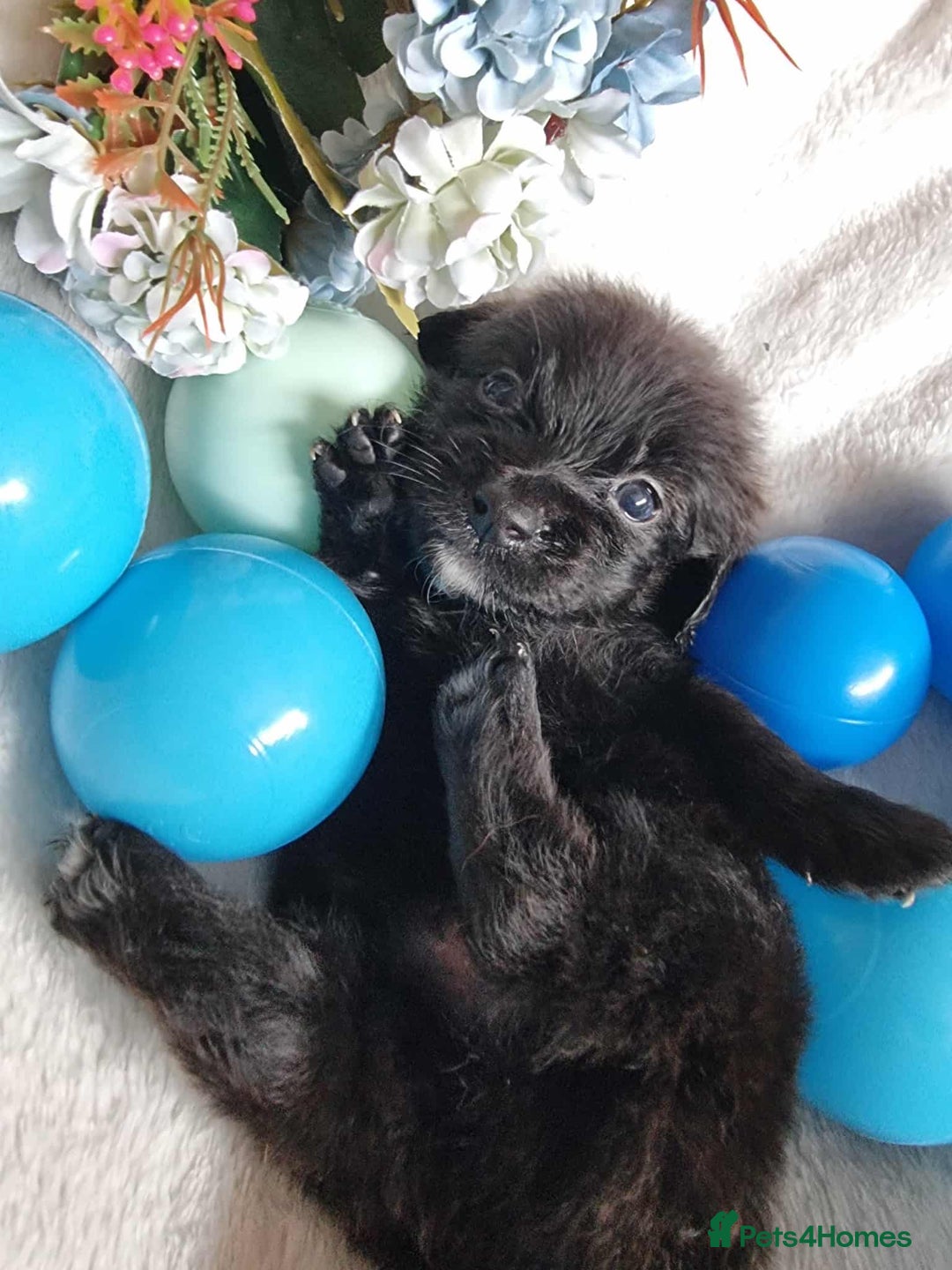 Mixed Breed dogs for sale: Miniature Dachshund x Pomeranian Puppies - Image 9