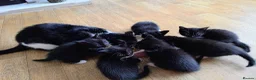 Mixed Breed cats for sale: Adorable kittens  - Advert 8