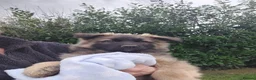 German Shepherd dogs for sale: German shephered puppys 4 boys 2 girls - Advert 10