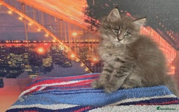 Maine Coon cats for sale: Maine coon kittens ready for reservation - Image 14