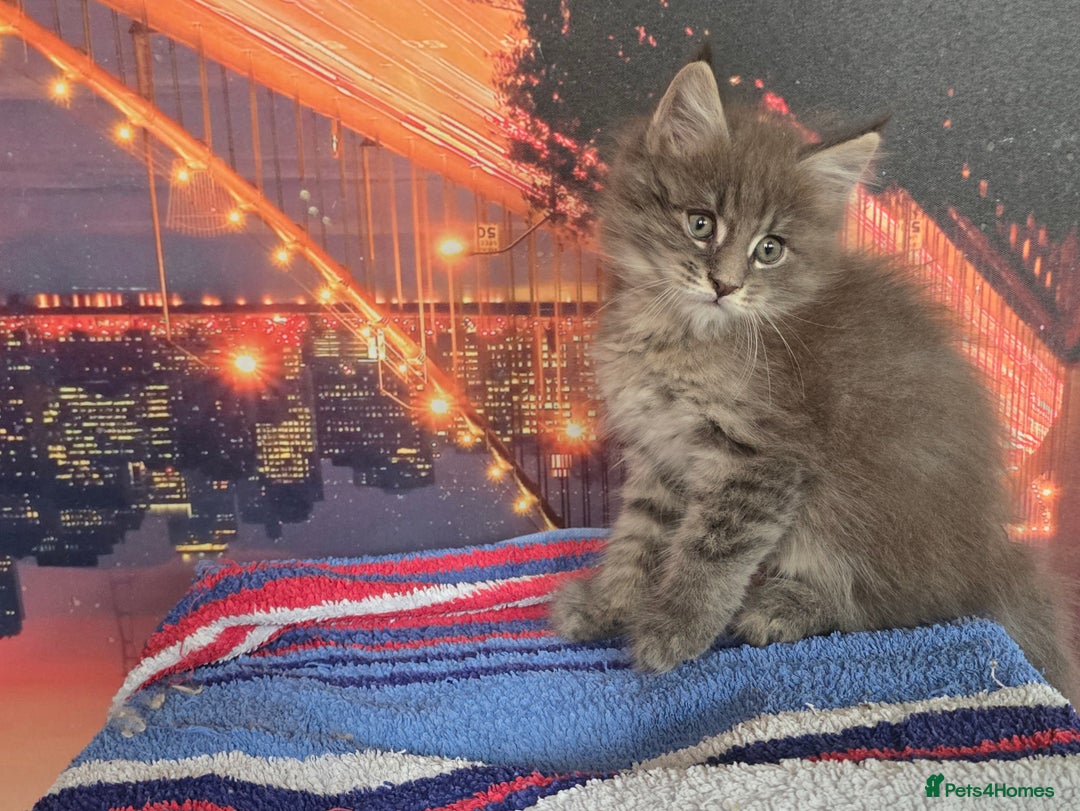 Maine Coon cats for sale: Maine coon kittens ready for reservation - Image 14