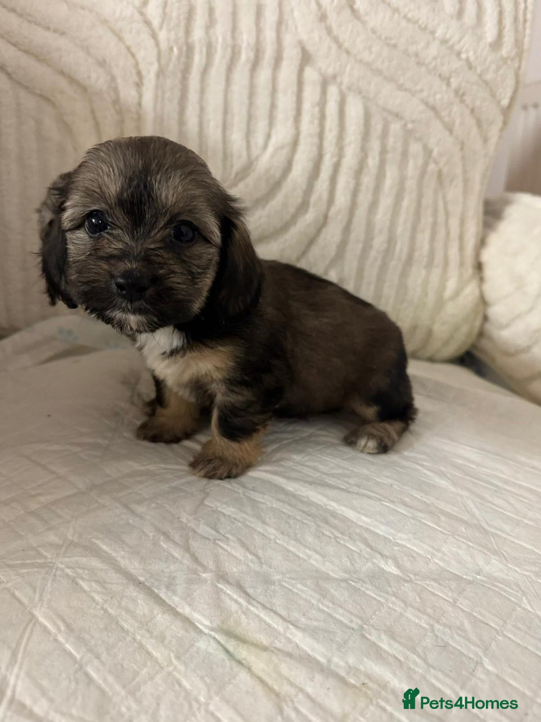 Mixed Breed dogs for sale: 6 Beautiful Daxichons - Advert 19