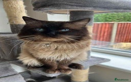 Ragdoll cats for sale: Last 2 female ragdoll kittens for sale - Image 7