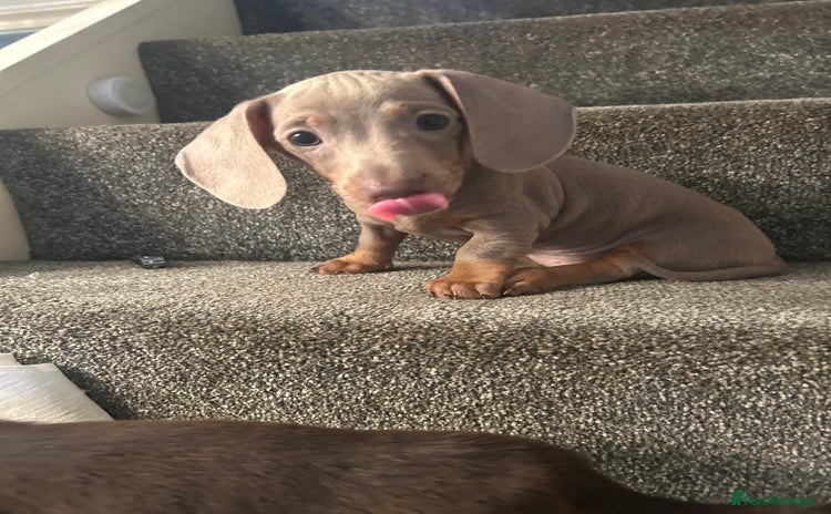Miniature Dachshund dogs in Liverpool - Advert 3