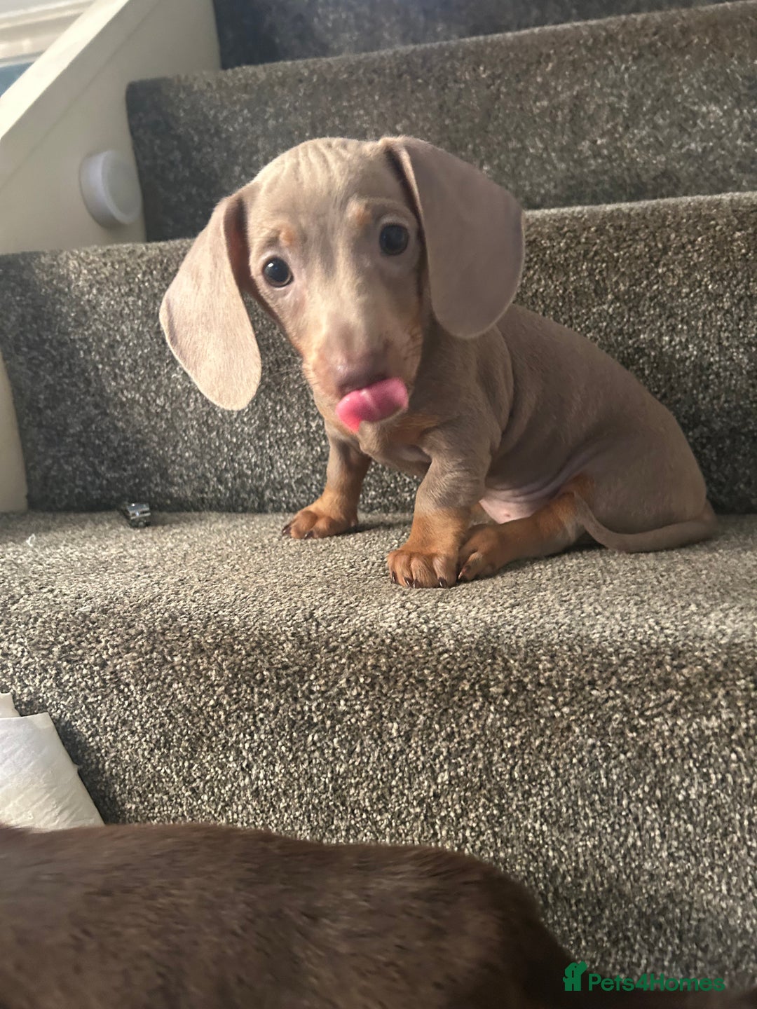 Miniature Dachshund dogs for sale:  Beautiful cute Miniatures dachshund  in Liverpool - Image 1
