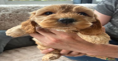 Cockapoo dogs - Advert 5