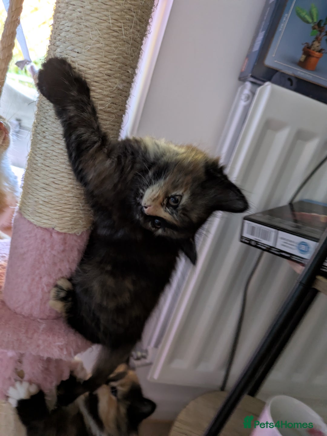 Mixed Breed cats for sale: Kittens 2 litters - Image 11