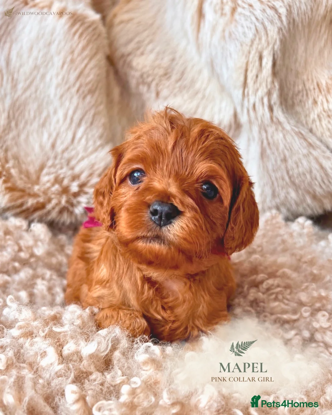 Cavapoo dogs for sale: 5 STAR LICENSED BREEDER BEAUTIFUL RED F1 CAVAPOOS - Advert 2